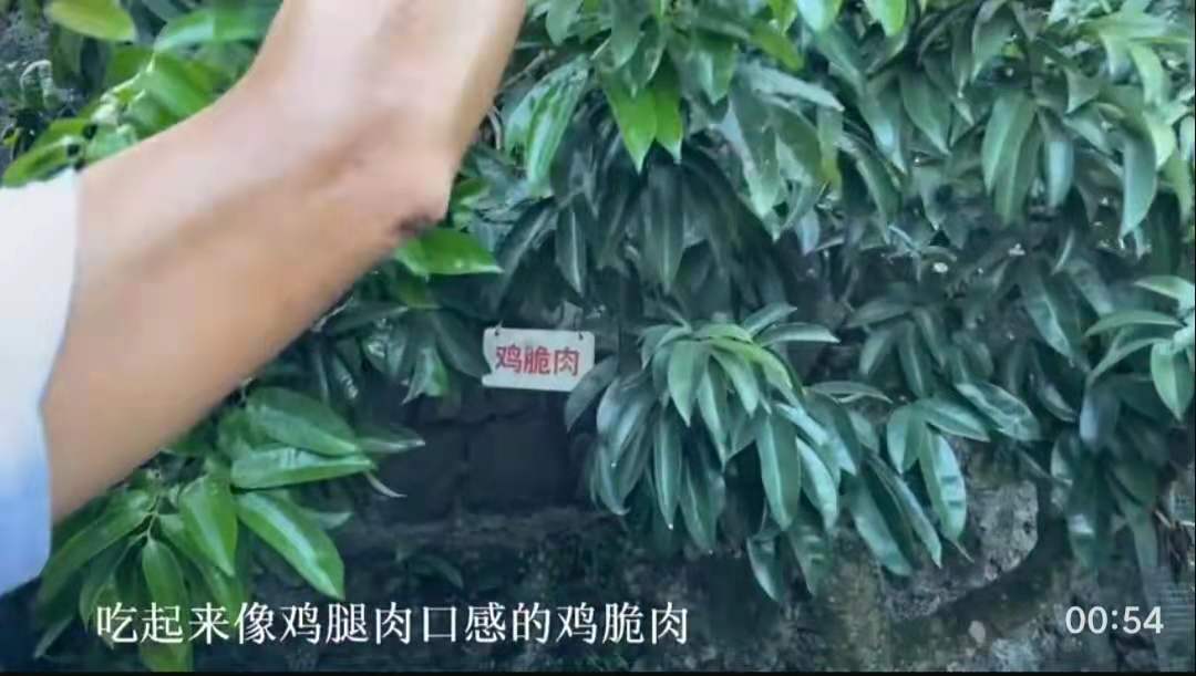 海口農戶(hu)36年(nian)種出辣椒味荔枝!還有(yǒu)雞腿肉味的(de),網友:不知道楊貴妃敢不敢吃